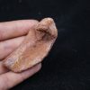 Costilla de cocodrilo Elosuchus