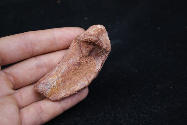 Costilla de cocodrilo Elosuchus