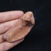 Costilla de cocodrilo Elosuchus