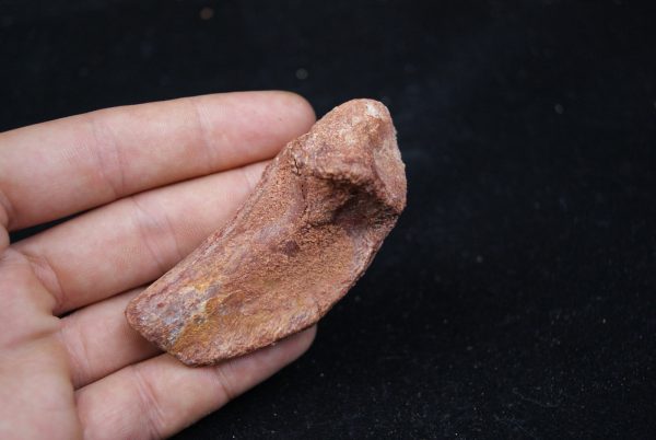 Costilla de cocodrilo Elosuchus