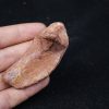 Costilla de cocodrilo Elosuchus
