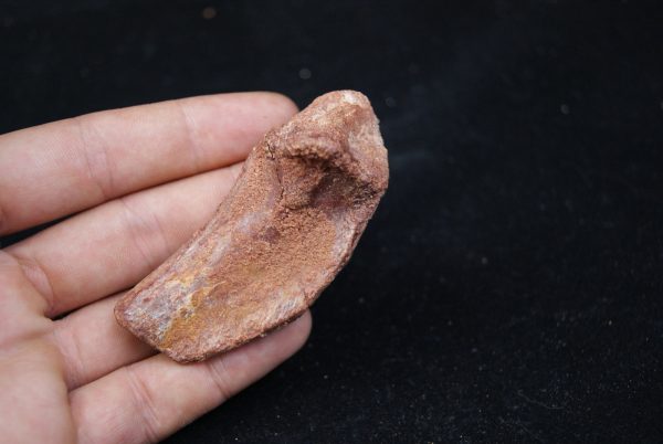 Costilla de cocodrilo Elosuchus