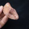 Costilla de cocodrilo Elosuchus