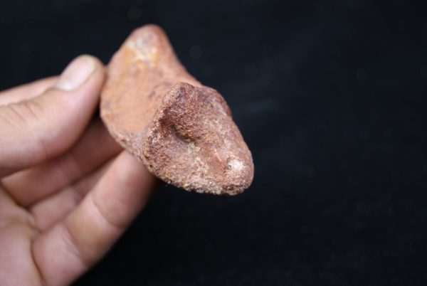 Costilla de cocodrilo Elosuchus
