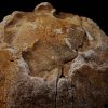 Enorme vértebra parcial de dinosaurio (Rebbachisaurus)