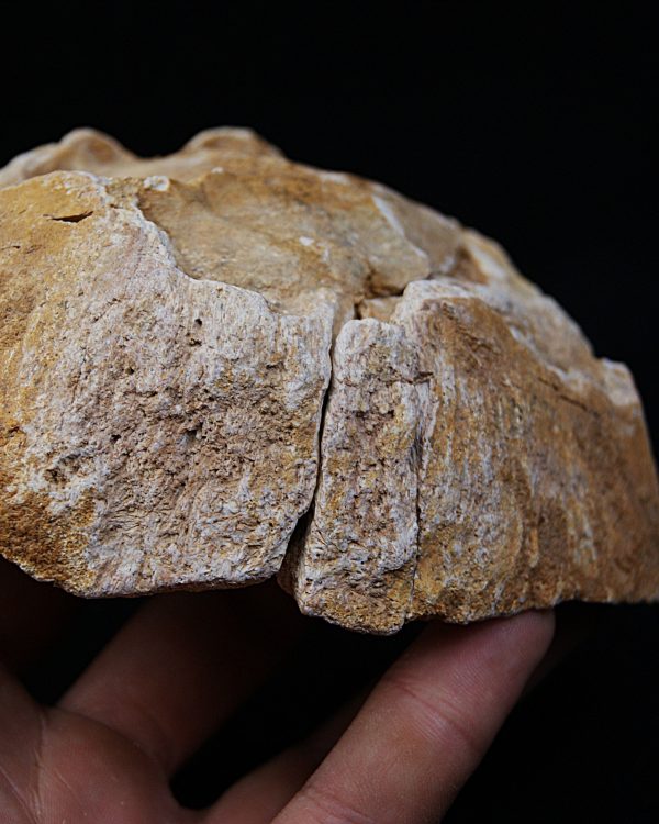 Enorme vértebra parcial de dinosaurio (Rebbachisaurus)