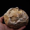 Enorme vértebra parcial de dinosaurio (Rebbachisaurus)