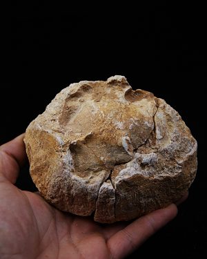Enorme vértebra parcial de dinosaurio (Rebbachisaurus)