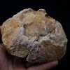Enorme vértebra parcial de dinosaurio (Rebbachisaurus)