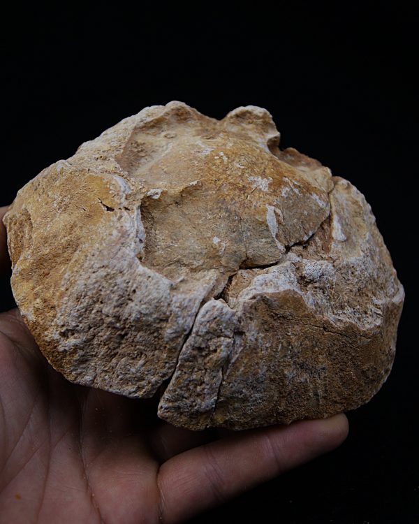Enorme vértebra parcial de dinosaurio (Rebbachisaurus)