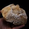Enorme vértebra parcial de dinosaurio (Rebbachisaurus)