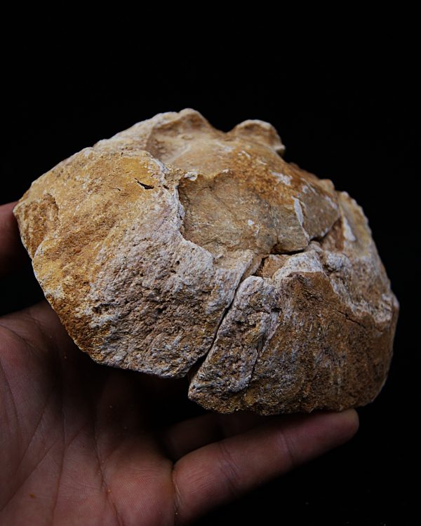 Enorme vértebra parcial de dinosaurio (Rebbachisaurus)