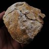 Enorme vértebra parcial de dinosaurio (Rebbachisaurus)