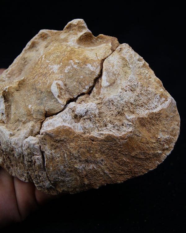 Enorme vértebra parcial de dinosaurio (Rebbachisaurus)