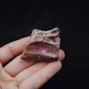 Maxilar parcial de Spinosaurus