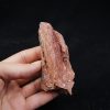 Hueso de Dinosaurio