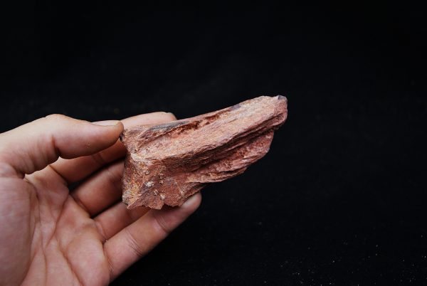 Hueso de Dinosaurio