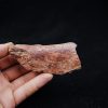 Hueso de Dinosaurio