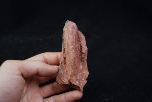 Hueso de Dinosaurio