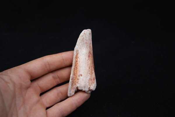 Costilla parcial dinosaurio