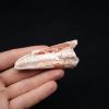 Costilla parcial dinosaurio