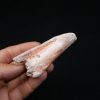 Costilla parcial dinosaurio