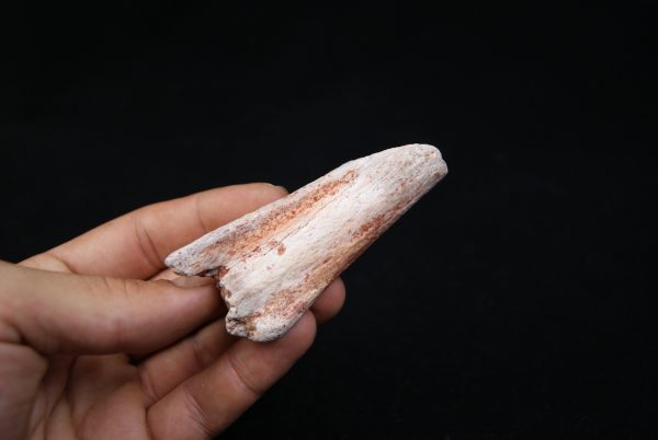 Costilla parcial dinosaurio