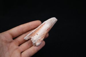 Costilla parcial dinosaurio