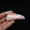 Costilla parcial dinosaurio