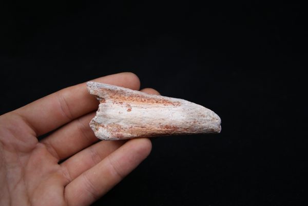 Costilla parcial dinosaurio