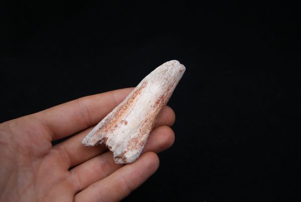 Costilla parcial dinosaurio