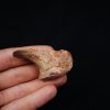 Vértebra superior de Spinosaurus