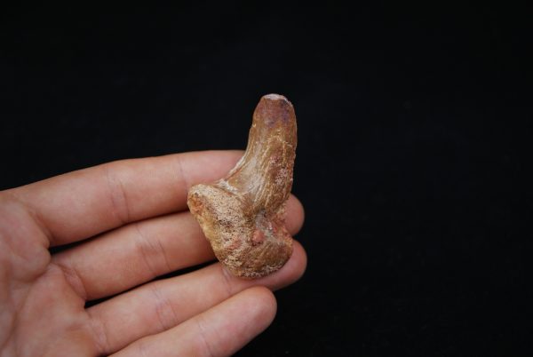 Vértebra superior de Spinosaurus