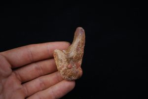 Vértebra superior de Spinosaurus