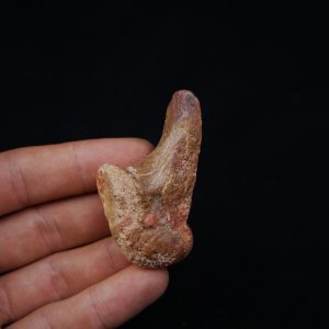 Vértebra superior de Spinosaurus