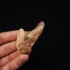 Vértebra superior de Spinosaurus