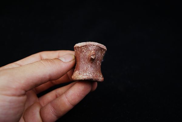 Vértebra de Spinosaurus