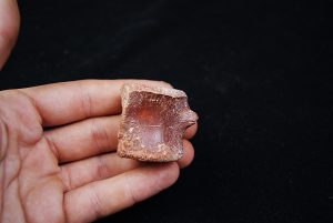 Vértebra de Spinosaurus