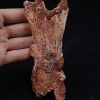 Cráneo Elosuchus cherifiensis