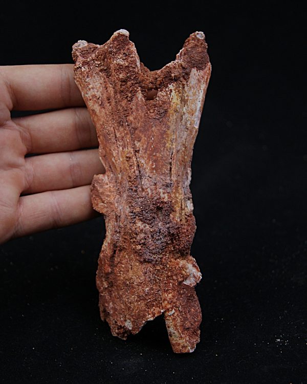 Cráneo Elosuchus cherifiensis