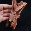 Cráneo Elosuchus cherifiensis