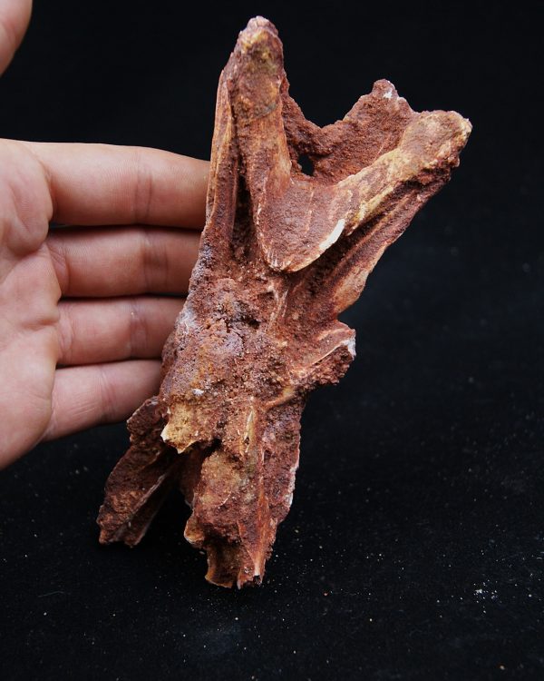 Cráneo Elosuchus cherifiensis