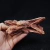 Cráneo Elosuchus cherifiensis