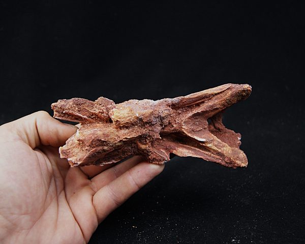 Cráneo Elosuchus cherifiensis