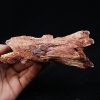 Cráneo Elosuchus cherifiensis