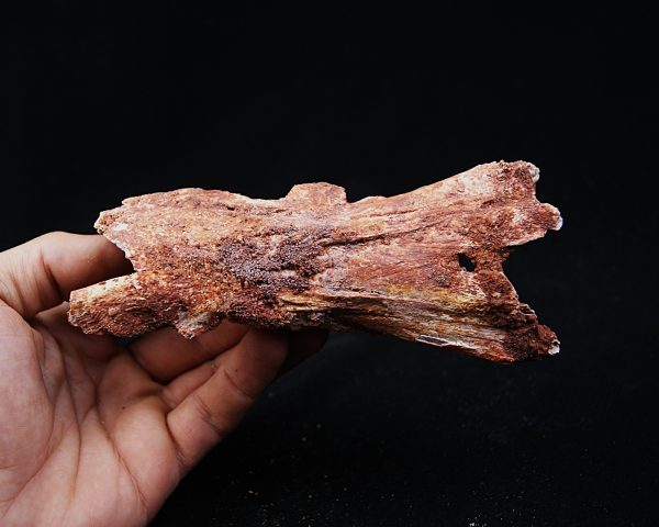 Cráneo Elosuchus cherifiensis