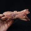 Cráneo Elosuchus cherifiensis