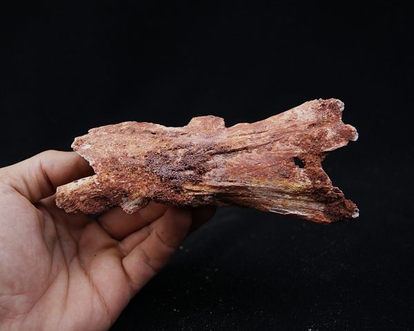 Cráneo Elosuchus cherifiensis