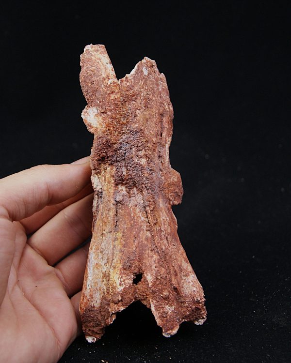Cráneo Elosuchus cherifiensis