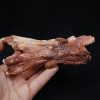 Cráneo Elosuchus cherifiensis